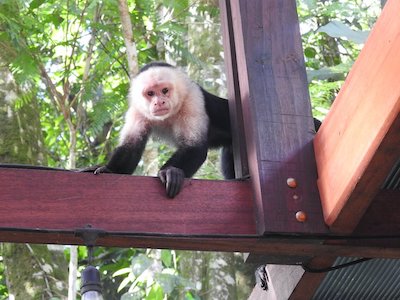 A sneaky white-faced Capuchin