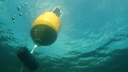 A whale's eye view of a bouy