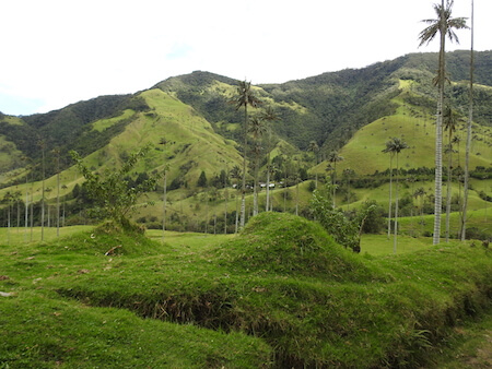 The Cocora Valley in Colombia