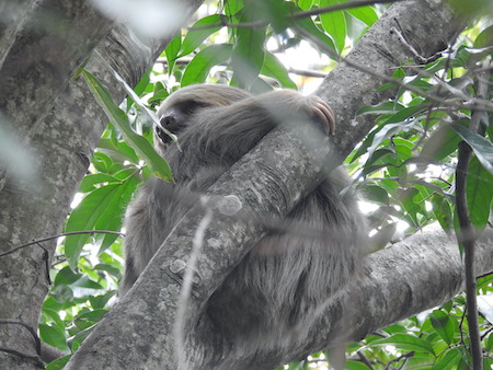 A sloth living at the University of Costa Rica