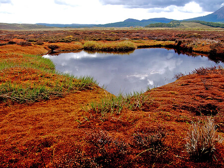 Peat Bogs. Photo: Wildlife Conservation Society 