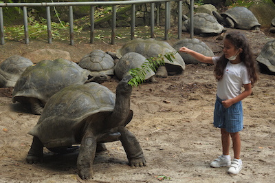 Giant tortoise in the Botanical Gardens