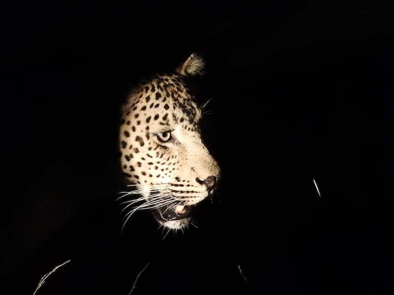 My favourite leopard pic!